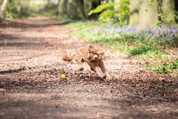 Cocker Spaniel dog playing with a ball in the woods on a sunny day