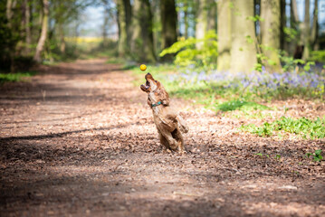 Cocker Spaniel dog playing with a ball in the woods on a sunny day