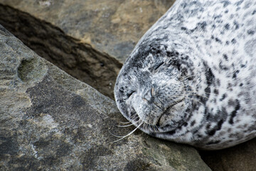 White Harbor Seal