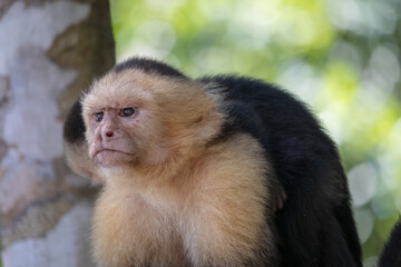 A Costa Rican monkey called the Capuchin poses for the camera.