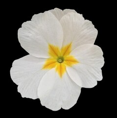 Fototapeta na wymiar A white pansy flower with yellow centre, isolated on a black background
