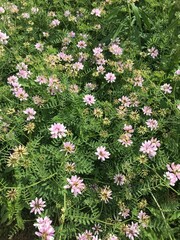numerous pink and white clovers in a field