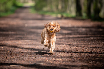 English Cocker Spaniel dog running down a path in the woods 