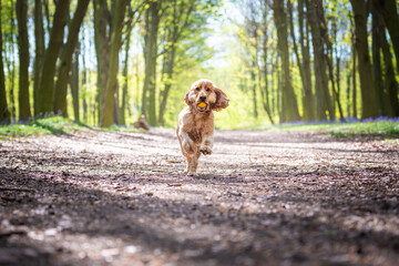 English Cocker Spaniel dog running down a path in the woods 