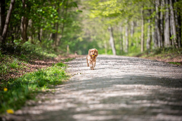 Cocker Spaniel dog running down a path in the woods on a sunny day