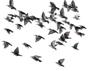 Fototapeta premium Flock of birds on white backgound 