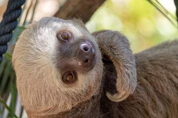 A happy lazy sloth hangs out in Costa Rica smiling for the camera. © Kris