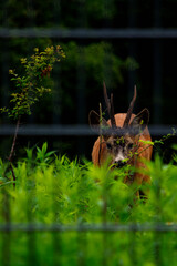 jeleń  © Dariusz Grochal 