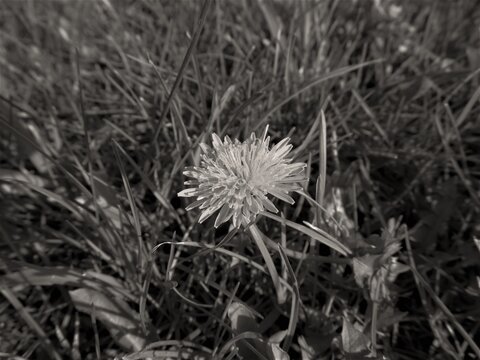 dandelion seed head