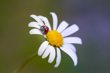 Obraz premium close up of a ladybird (coccinella) on daisy (leucanthemum) blossom in mountain meadow in summer season; colorful macro with blurred bokeh background