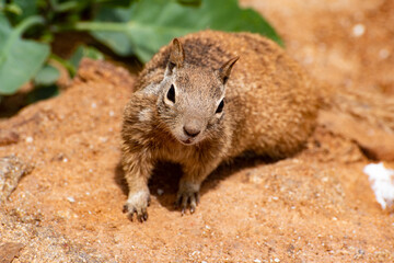 California Ground Squirrel Pose
