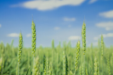 green wheat cereals summer time day field rural farm land soft focus close up scenic view with blurred nature blue sky background
