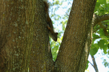Obraz premium Baby Squirrel Climbing Down