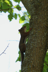 Baby Squirrel Climbing Up a Tree