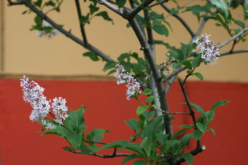 flowers on the wall