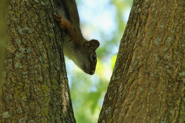 Close Up of Baby Squirrel