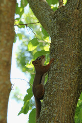 Grasping a Tree