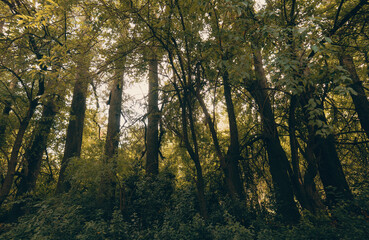 Alguna calle con arboles.