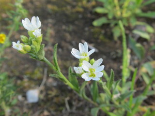 white spring flowers