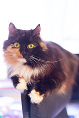 Cat looking out from behind a wall - color version