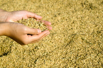 Close up hand. holding yellow rice after harvesting