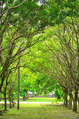 Fototapeta na wymiar Corregidor island surrounding trees in Cavite, Philippines