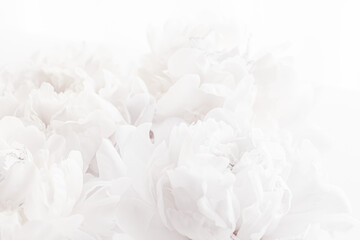 Pure white peony flowers as floral art background, wedding decor and luxury branding