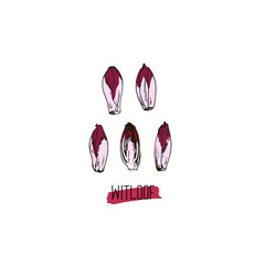 Hand drawn sketch style purple Witloof set. Color illustration. 