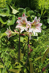 アマリリスの花