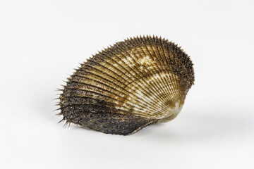 Tegillarca granosa, a species of ark clam known as blood cockle or blood clam.