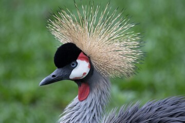 grey crowned crane
