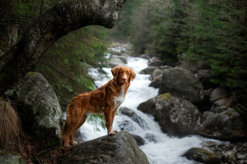 dog on a stone by the river. Nova Scotia Duck Tolling Retriever in nature. Wide angle, pet in nature