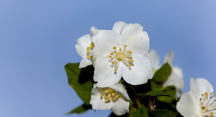 White jasmine flowers on blue