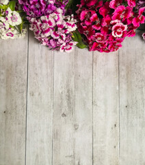 Sweet william flowers on wooden surface shot from above. Top view, flat lay, copy space. Greeting...