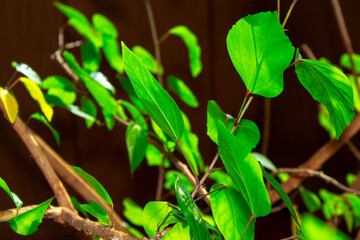 bright green leaves of houseplant