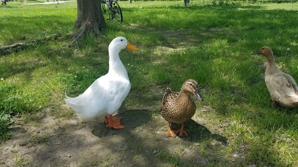 geese in the park