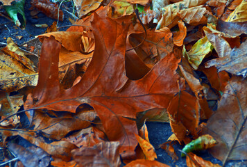 autumn leaves on the ground