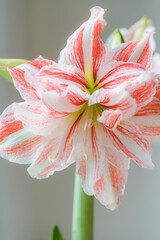 Beautiful red striped Barbados lily close up