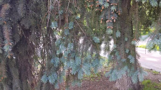 Branches of blue spruce in the summer park