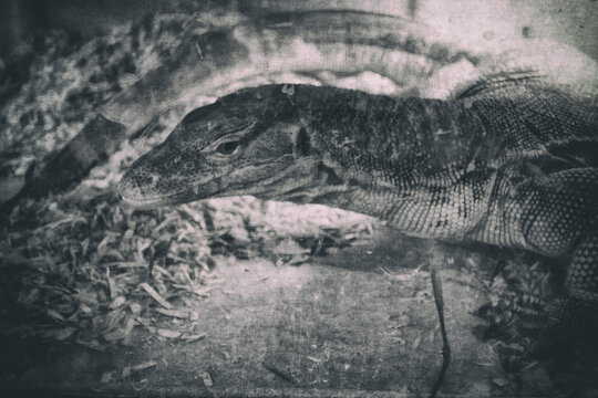The Reptile