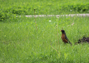 Robin Outdoors in Park on Grass
