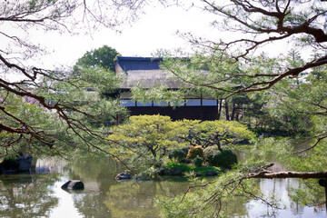 Naklejka premium 古都の桜