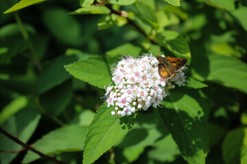 Insect and Pastel Flowering Shrub