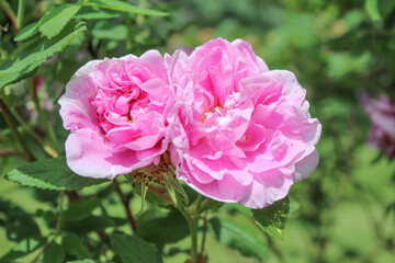 Blooming Pink Natural Flowers in Garden