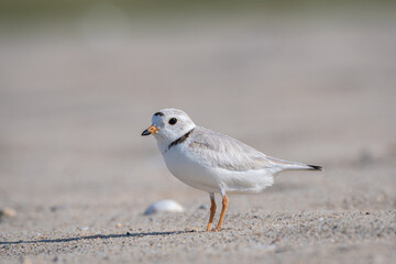 pipping plover standing on the beach