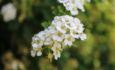 Blooming Spirea Shrub Flowers Outside