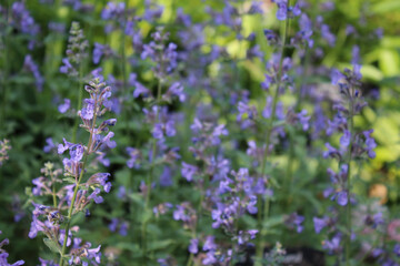 Photo of Flowering Catmint Blossoms