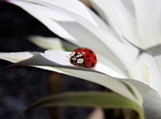 ladybug on white flower