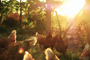 chicken coop in the morning sunrise.
