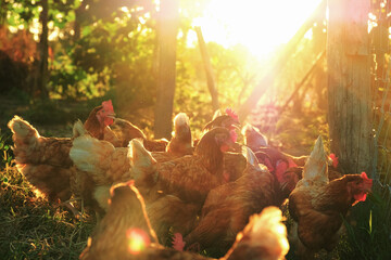 relaxing chicken at coop in the morning sunrise.
